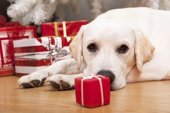 Gifts for Pets